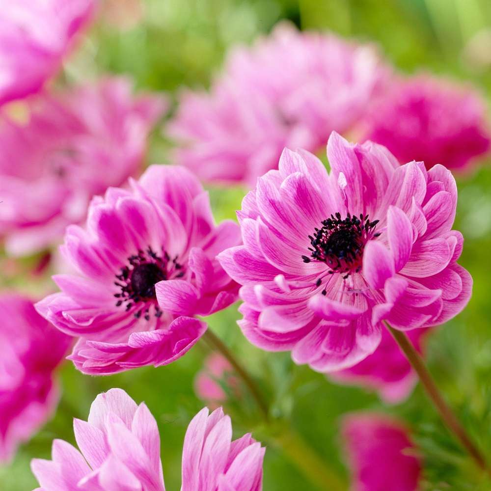 Anemone 'Admiral' med dyb violet blomst